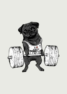 Black Pug  Lift