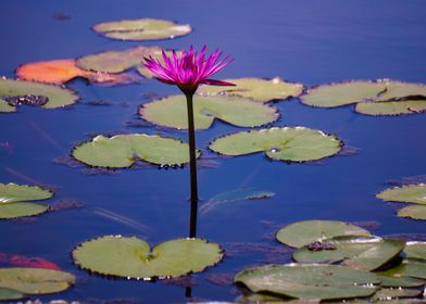 Water Lily