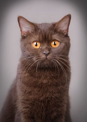 British shorthair cat