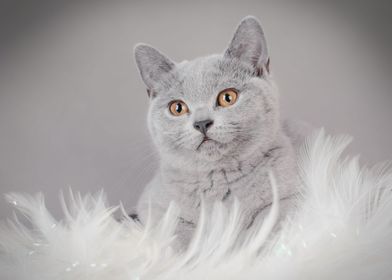 British shorthair cat