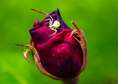 Spider on Rose