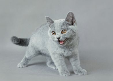 British shorthair cat