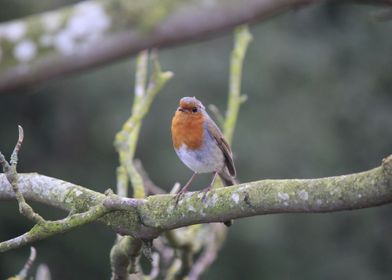 A Little Robin