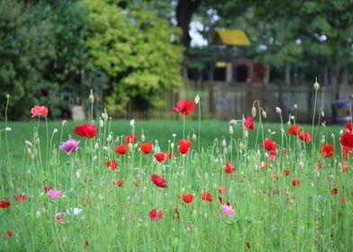 Poppies in the Park