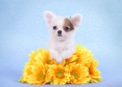 Chihuahua puppy