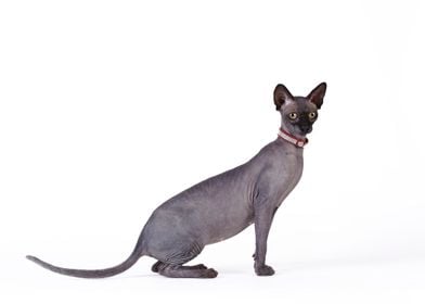 Canadian Sphynx cat