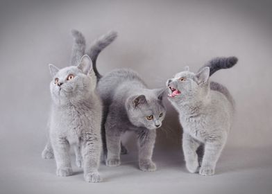 British shorthair cat