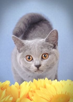 British shorthair cat