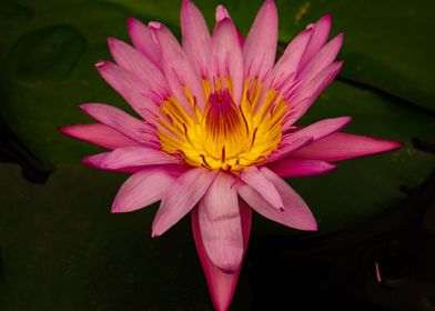 Pink Water Lily