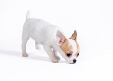 Chihuahua puppy