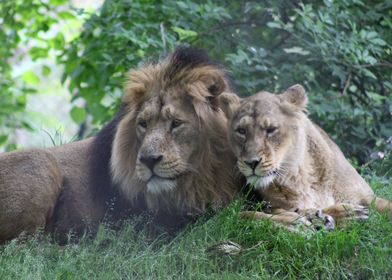 Lions at Chester Zoo