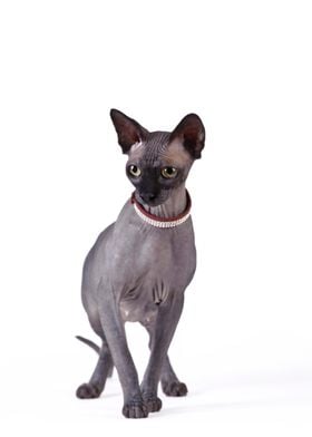 Canadian Sphynx cat