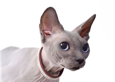 Canadian Sphynx cat