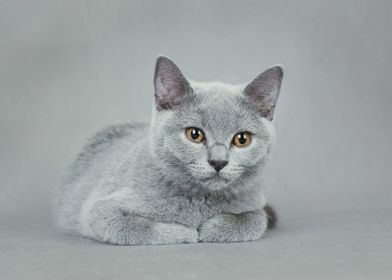 British shorthair cat