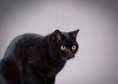 British shorthair cat