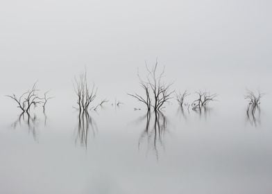 Old Trees Reflecting 