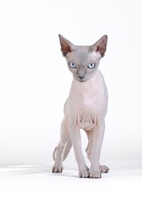 Canadian Sphynx cat