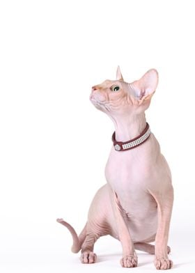 Canadian Sphynx cat