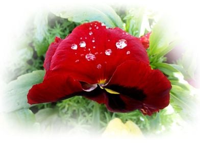 Bright red pansy