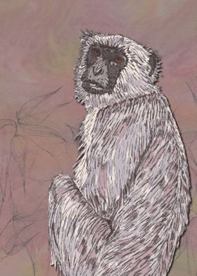 Gray Langur Monkey