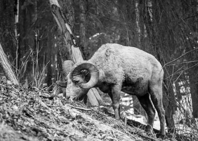 Big Horn Sheep 