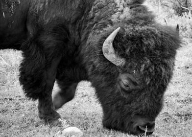 Bison Grazing Yellowstone