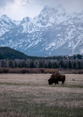 Lonely Bison