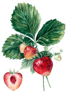 Strawberry botanical art