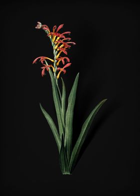 Vintage Botanical Black 1-preview-2