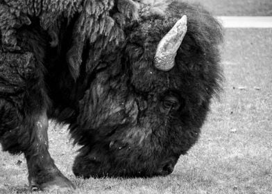 Bison Grazing Yellowstone