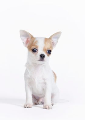 Chihuahua puppy