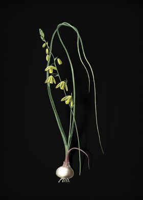 Vintage Botanical Black 1-preview-0