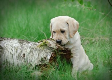 Labrador puppy in forest