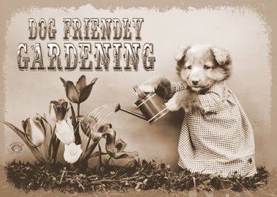 Dog Friendly Garden