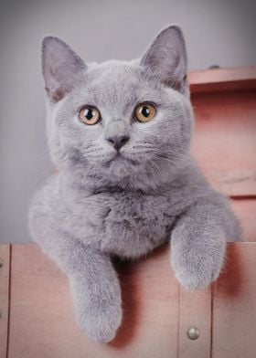 British shorthair cat