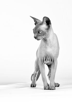 Canadian Sphynx cat