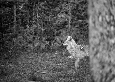 Red Fox at Glacier 