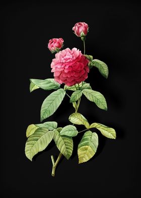 Vintage Botanical Black 1-preview-3