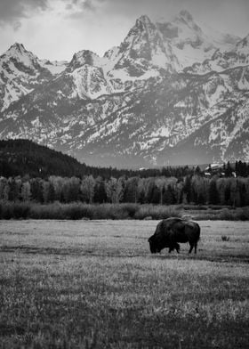 Lonely Bison