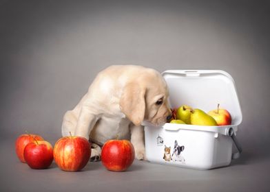 Labrador puppy with fruits