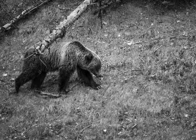 Grizzly Bear at Glacier