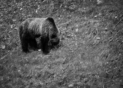 Grizzly Bear at Glacier 