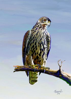 Ayress Hawk Eagle