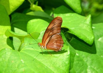 Butterfly on green