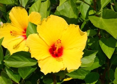 The beautiful Hibiscus