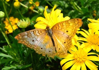 Butterfly and Daisys