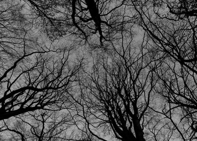 Dramatic trees II
