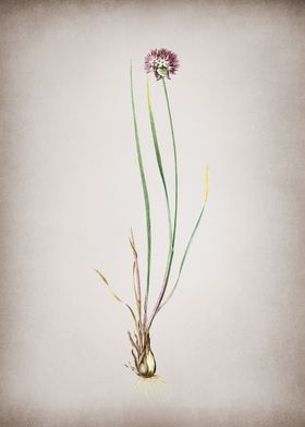 Vintage Allium Foliosum 