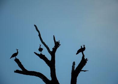 Peacock silhouette