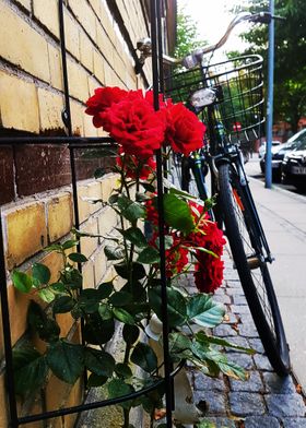 Parked Roses